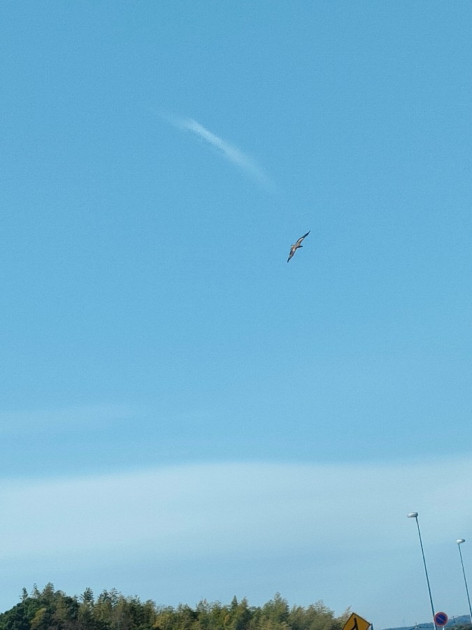 青空とトンビ🤗