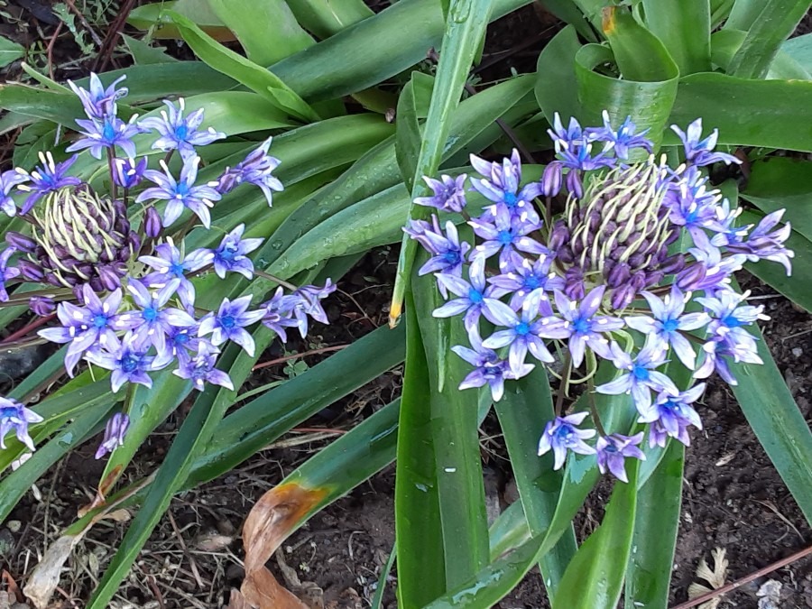 我が家の花🌼