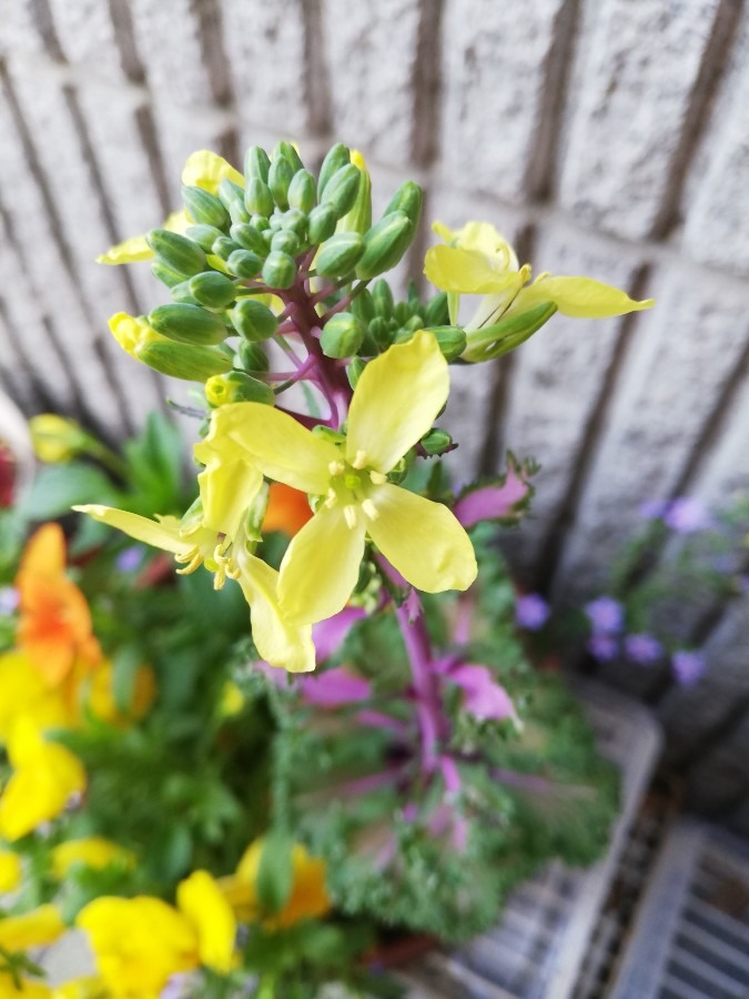 花倶楽部🌼☘️🌷