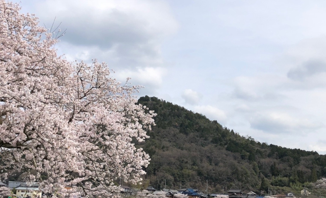 ようやく桜も🌸