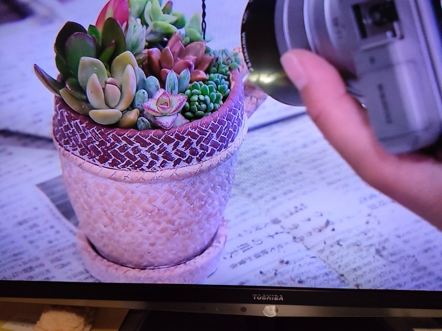 多肉の寄植えのポイント🌵