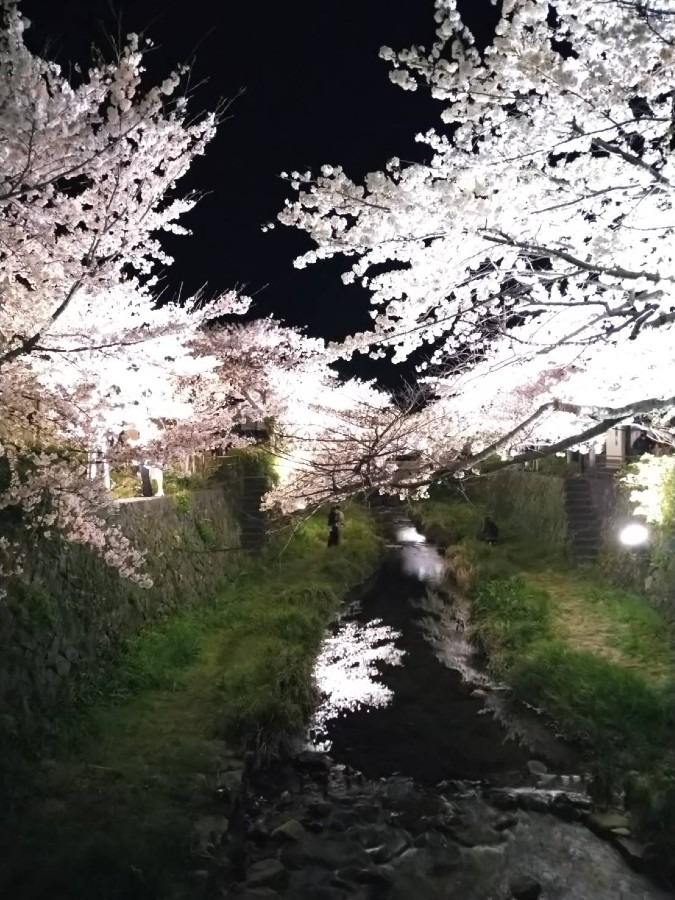 夜桜