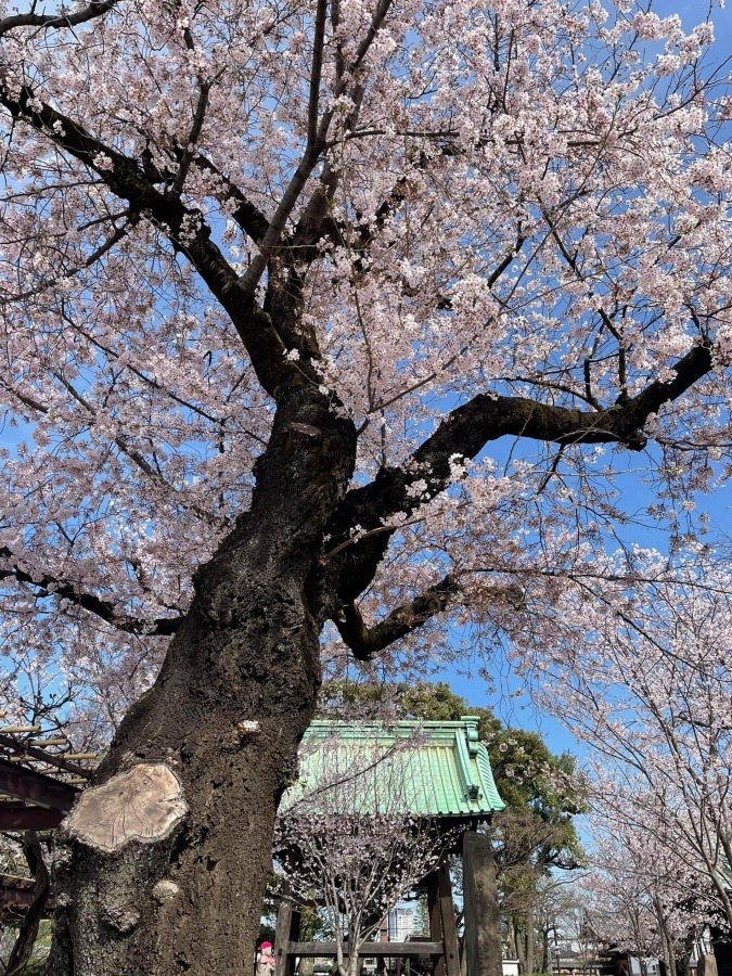 🌸祐天寺🌸