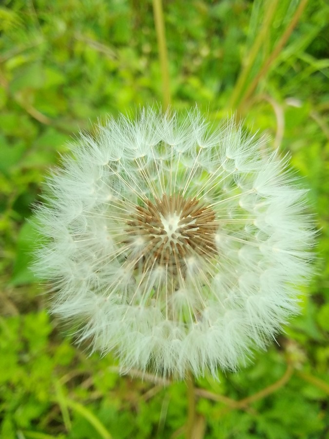 土手の花③