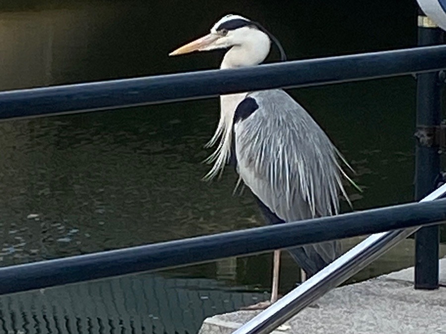 おっ！鳥いた😳😳