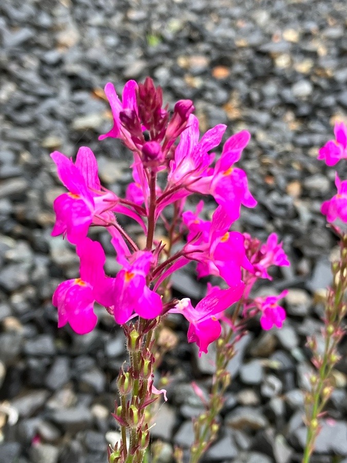 我が家の花