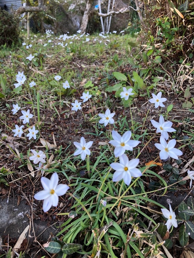 小さな小花