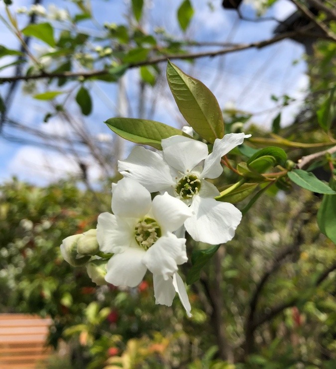 白い花「利休梅」