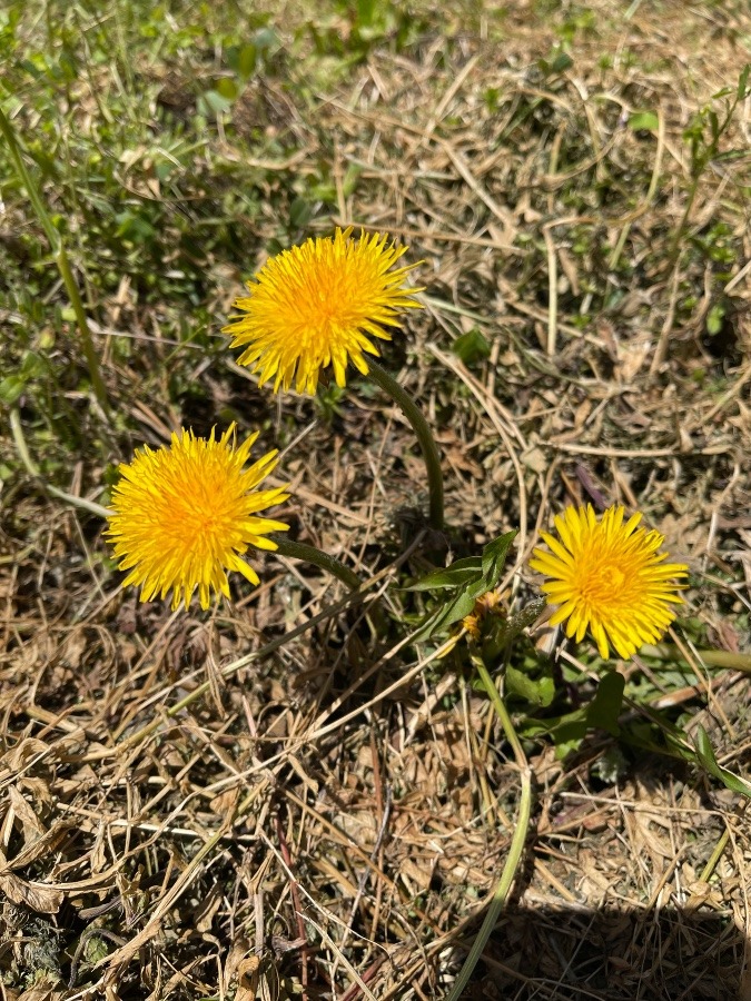 畑に咲く花