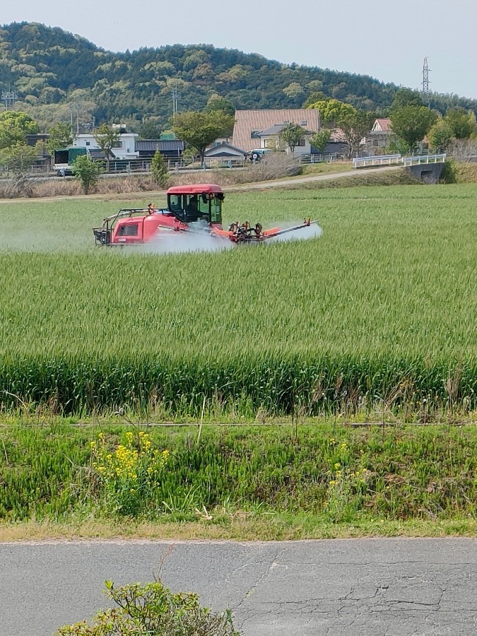 麦の消毒？農薬？