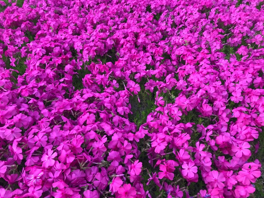 街角の芝桜🌸