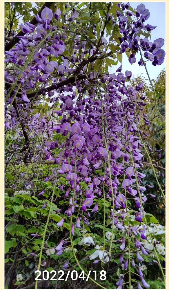 藤の花・・満開🙌💜💜💜🌿