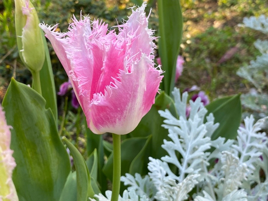 花倶楽部🌷