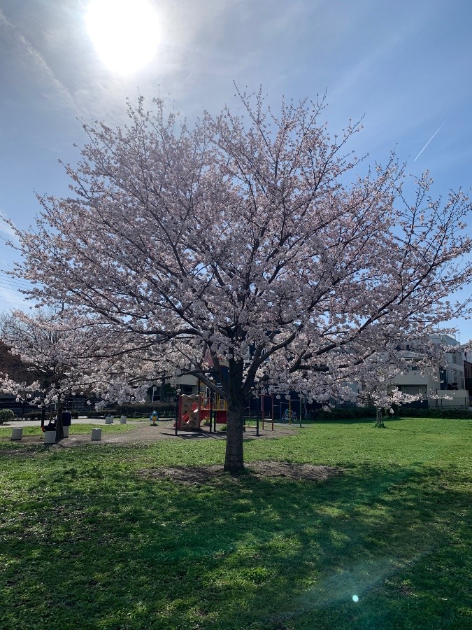 公園のまだまだ若い桜