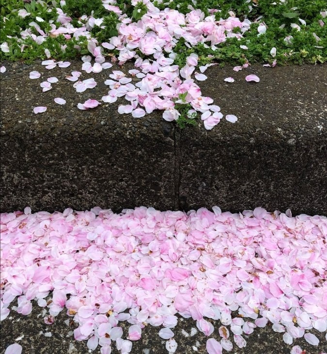 桜ちる