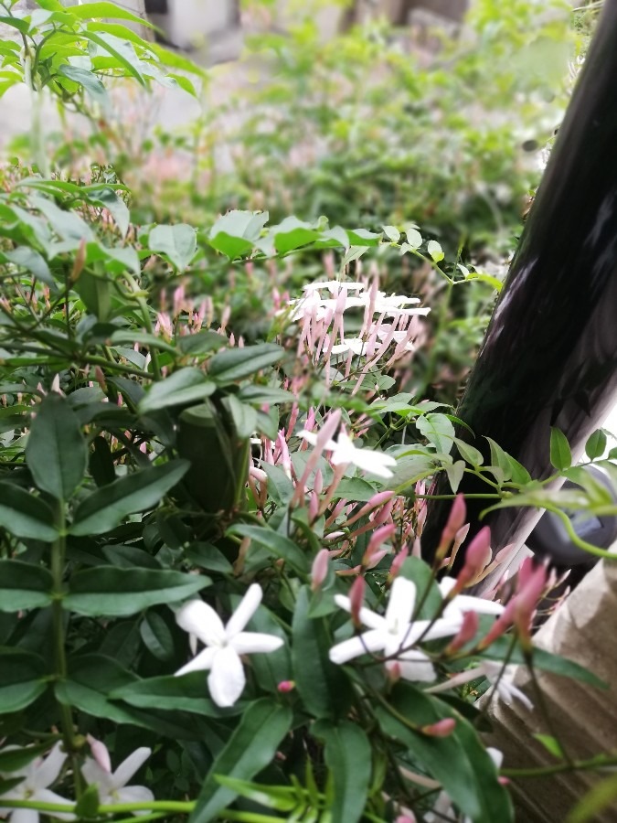 あまーい香り漂う花🌸