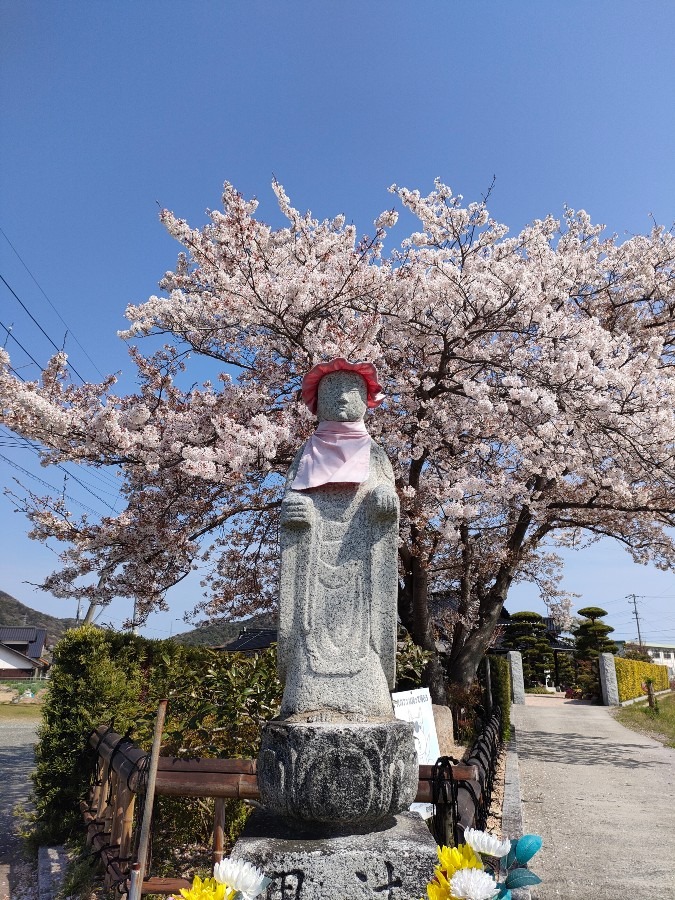 お地蔵様と桜🌸