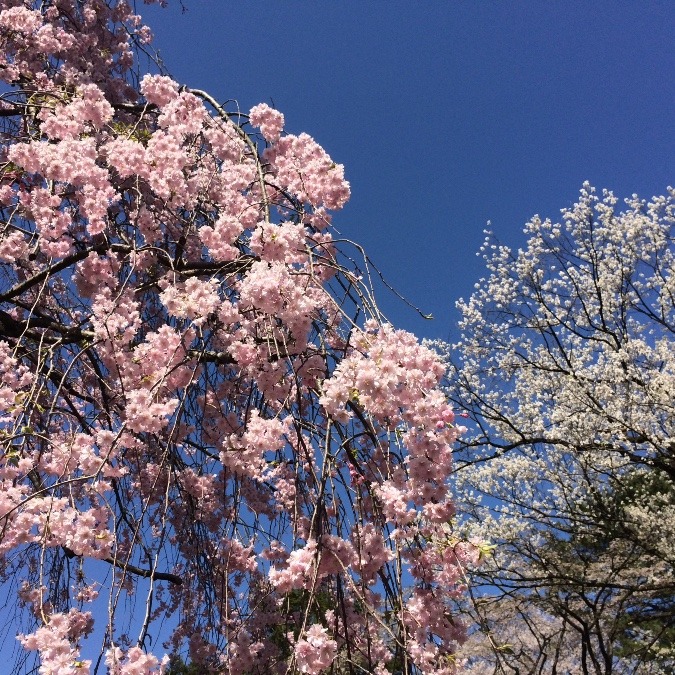 桜色の桜、白色の桜