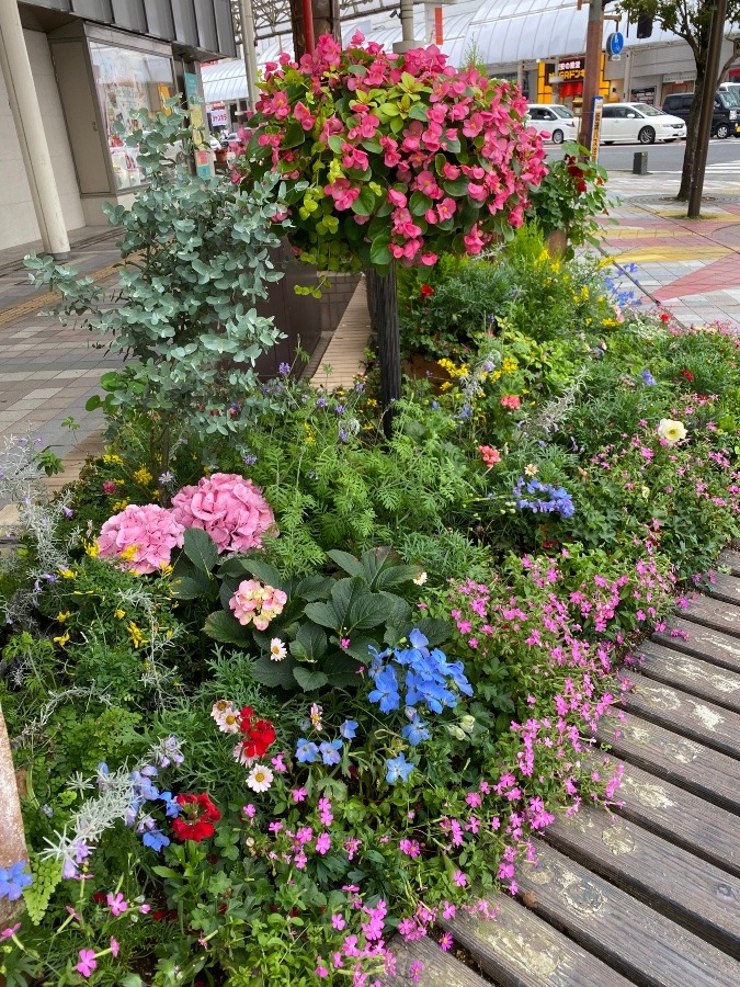 宮崎市内デパート前交差点🌼🌸💐