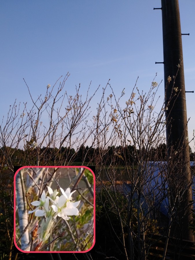 花倶楽部🌼　家の花達🤗【ジューンベリー】】