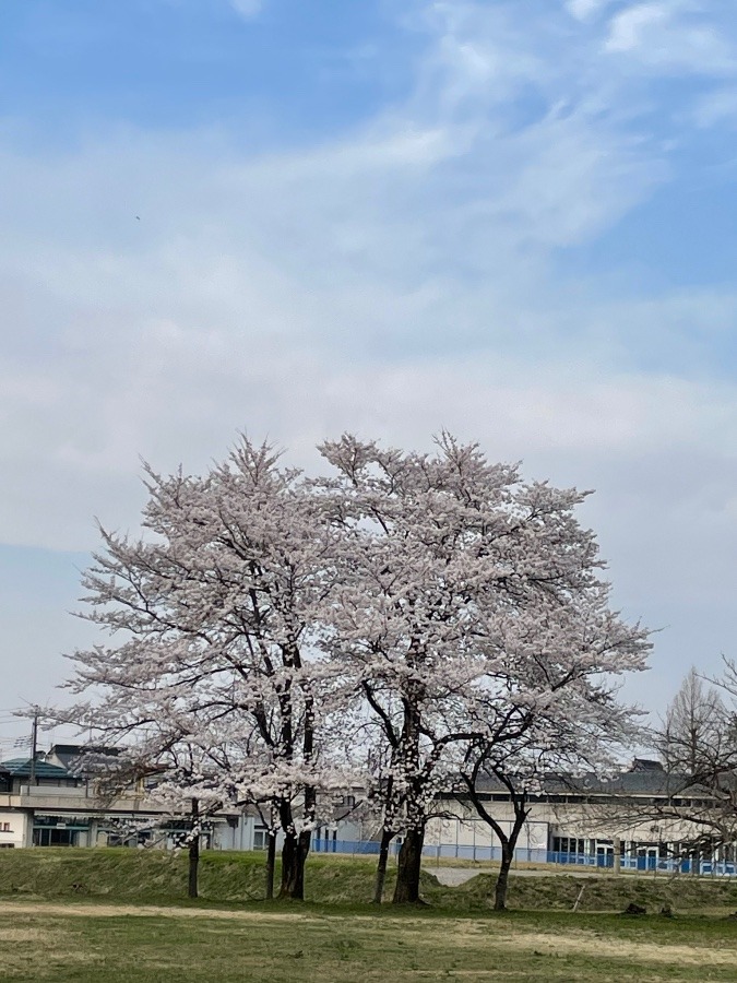 花日和🌸