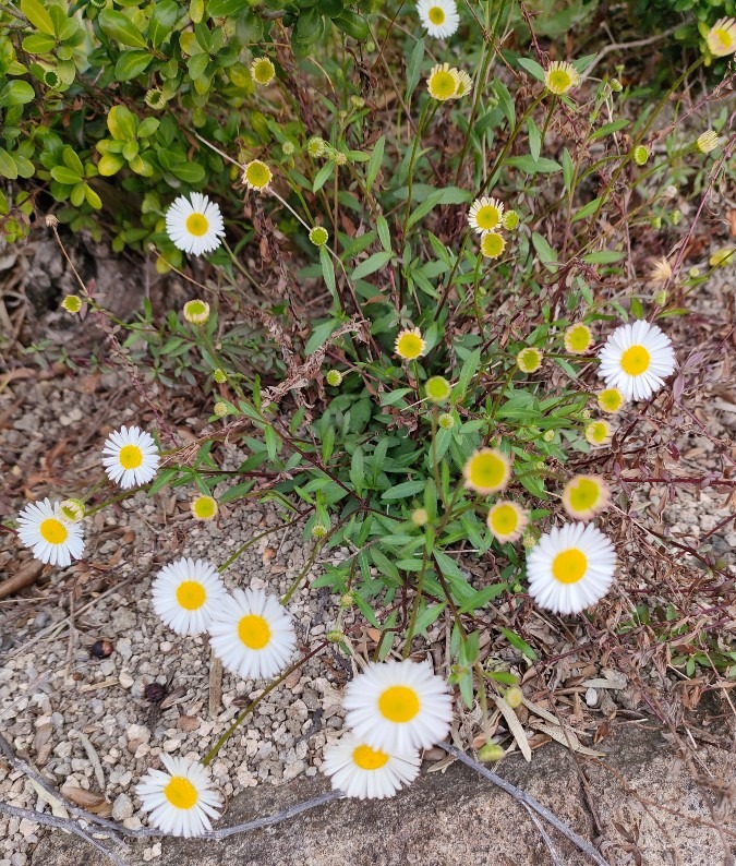 エリゲロン🌼