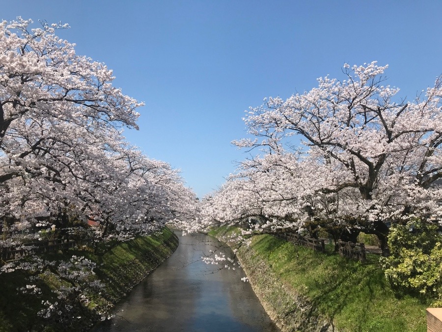 今日の桜🌸