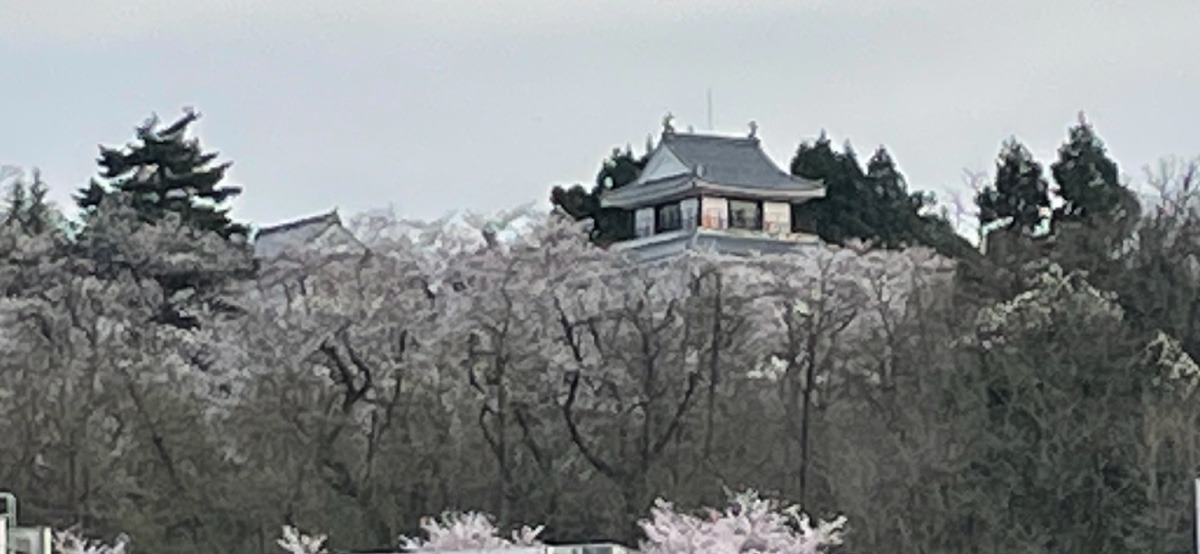 お城🏯と桜🌸（4/11)