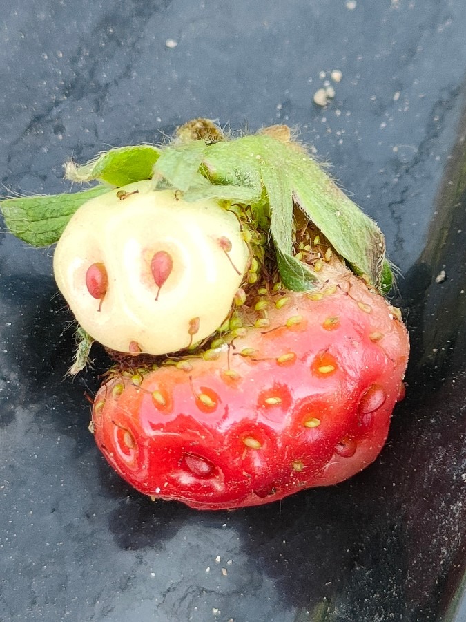 お母さんイチゴが子供を守っているよ🍓