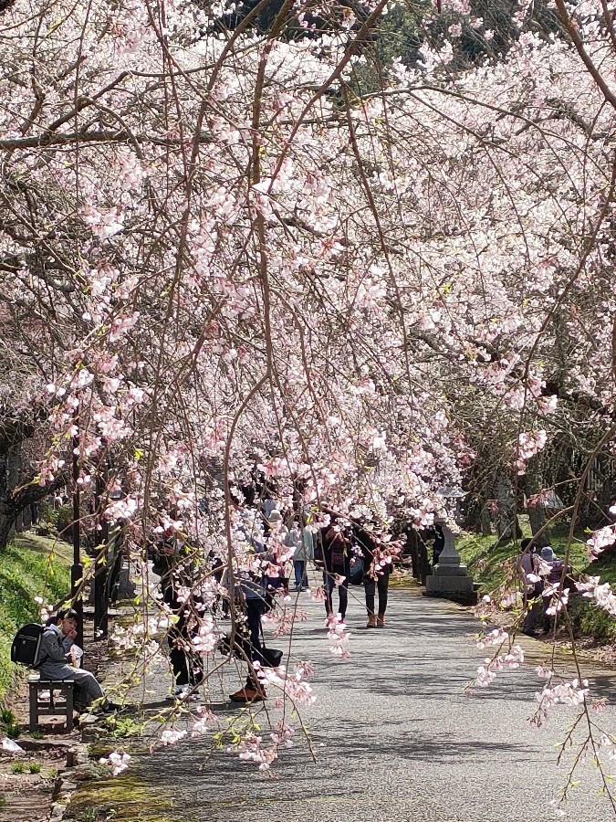 桜のシャワー🌸