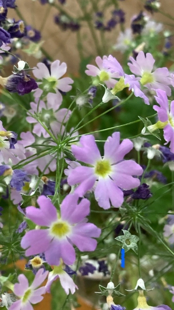 花倶楽部