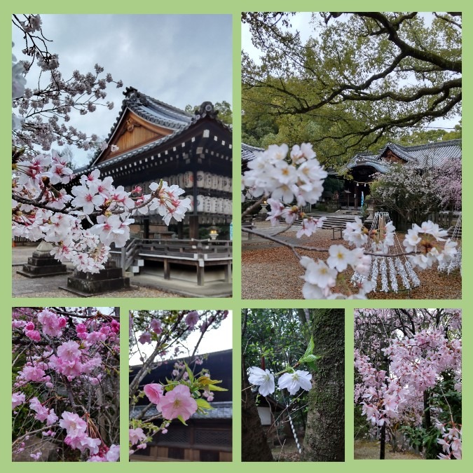 さくら咲く🌸🌸🌸