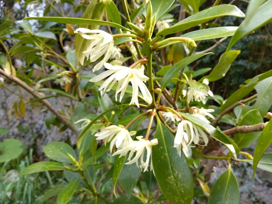 シキミの花