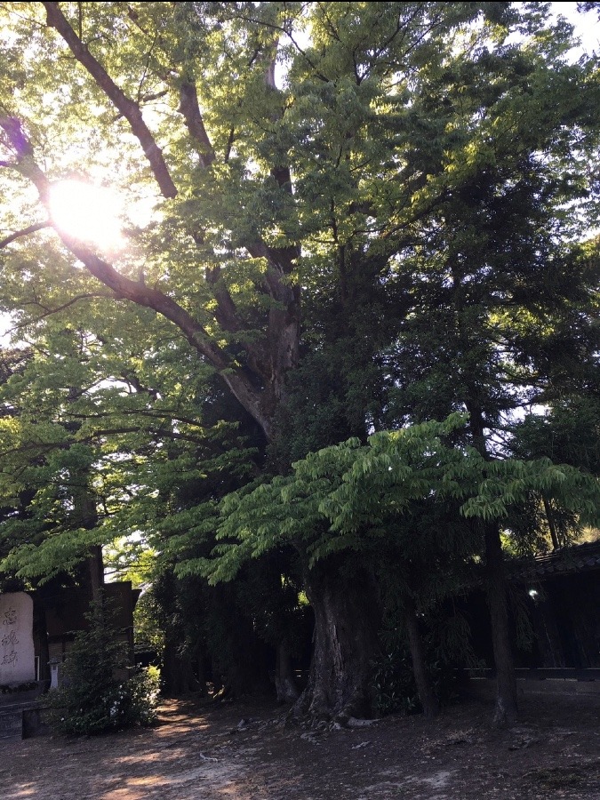 日枝神社の大木