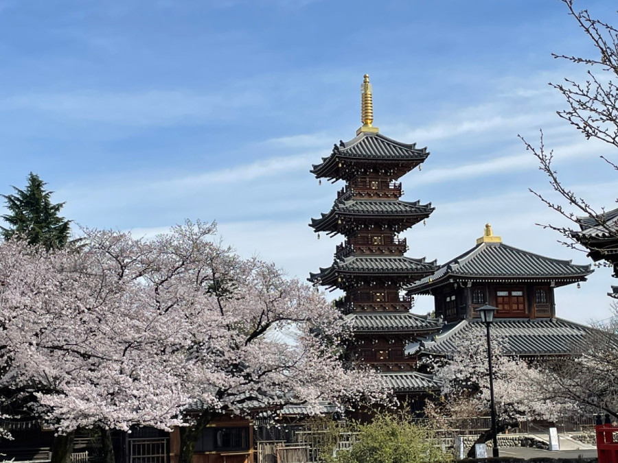 拝島大師の桜🌸