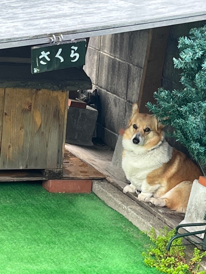 今朝のわんこ🐕