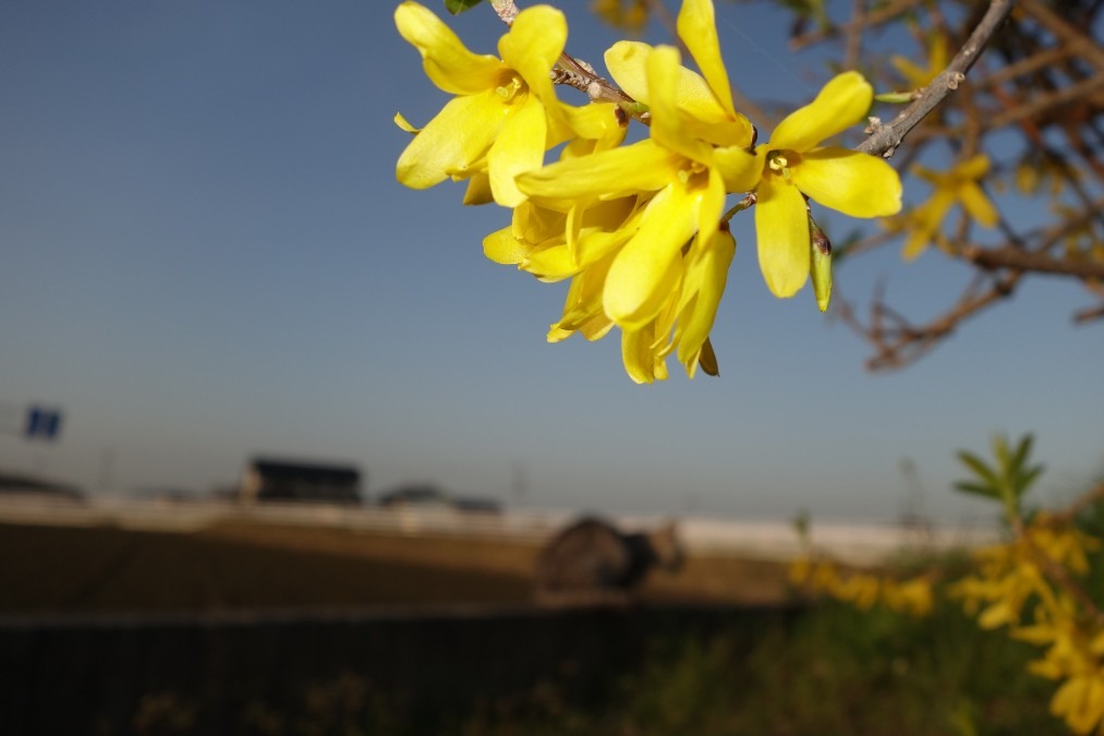 ジンちゃんと春の花