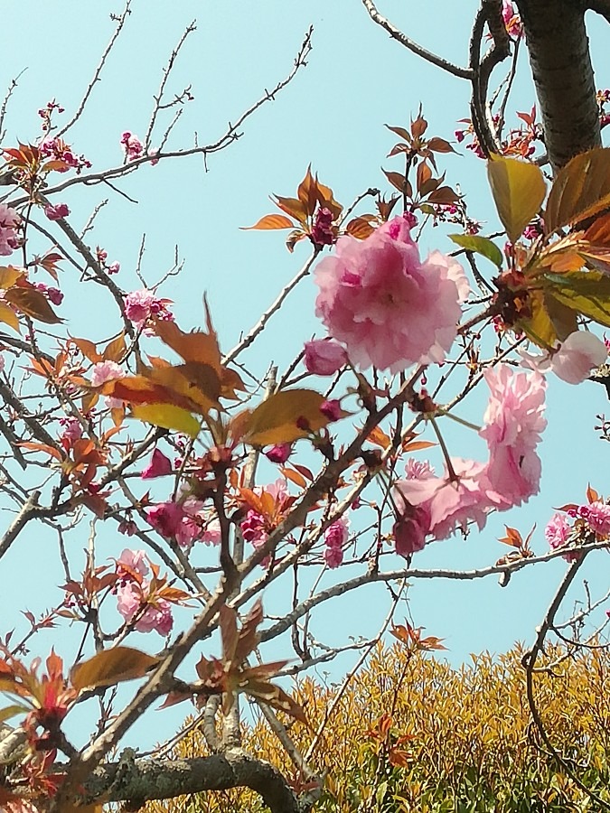 八重桜