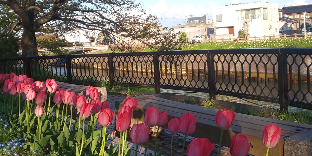 自宅近くの千本桜  葉桜とチューリップ向川岸に水仙