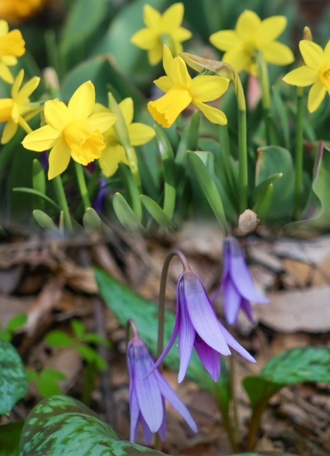 友人からの写メ　【クイズ】この紫色の花なんだ❓