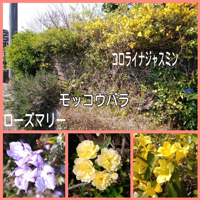 花倶楽部🌼　家の花達🤗