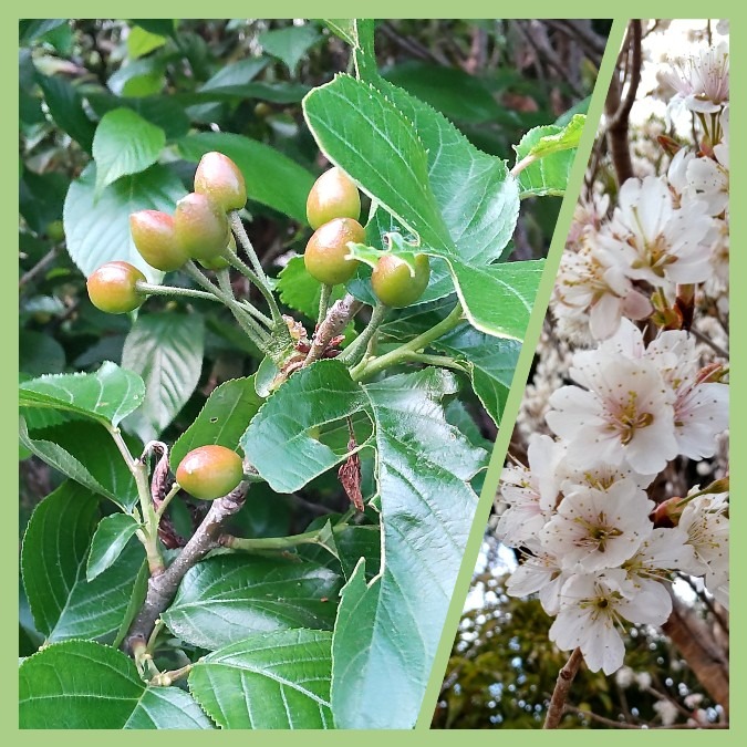 京都西山散歩👣サクランボ🍒