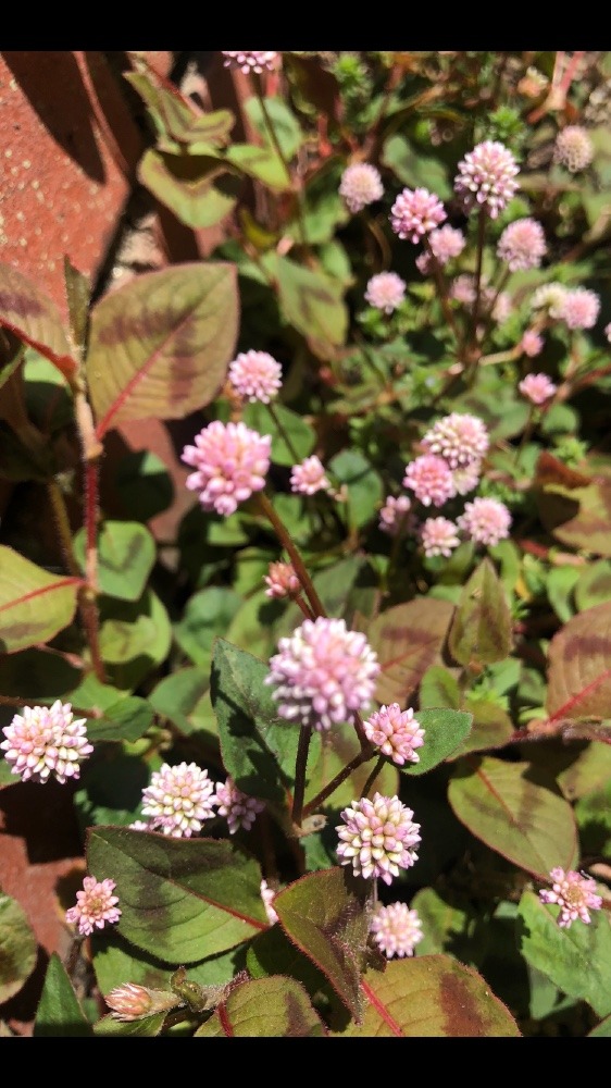 金平糖のようなお花