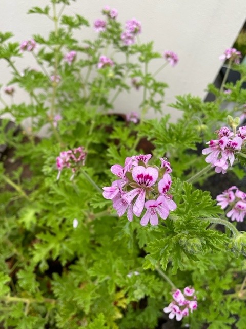 花倶楽部　ローズゼラニウム