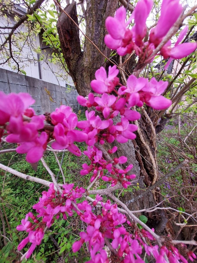 我が家の花