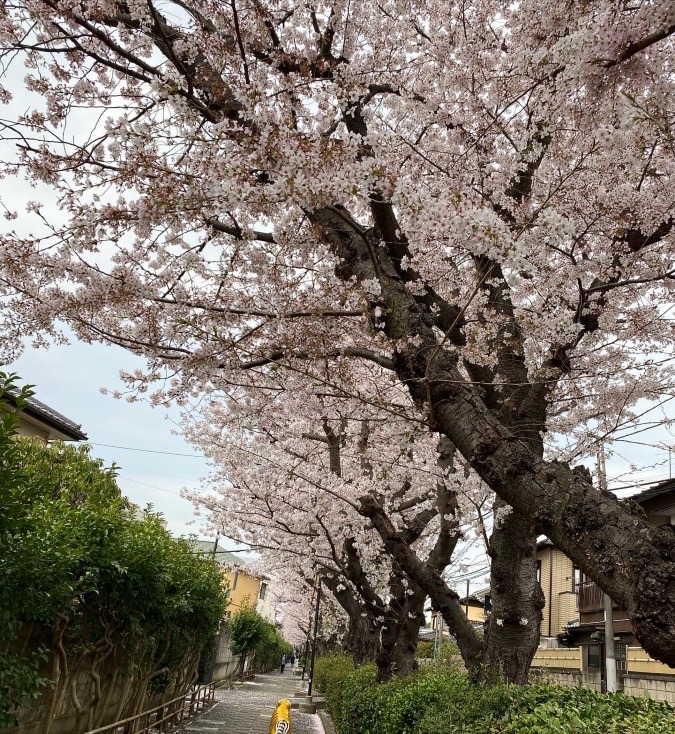 🌸さくら🌸