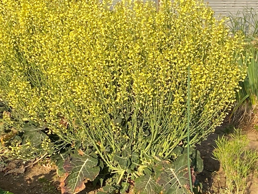 野菜の花？