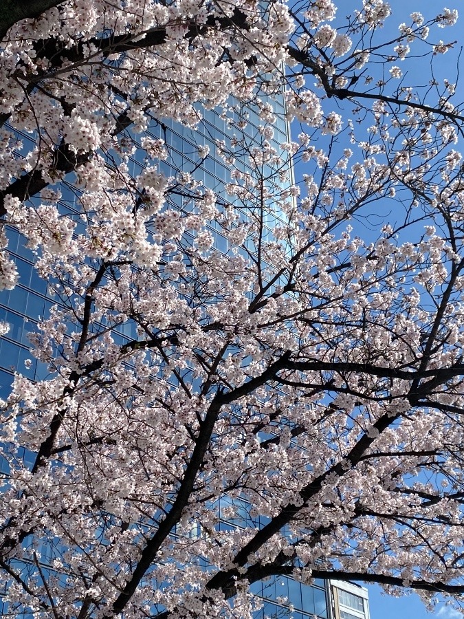 大阪の桜🌸