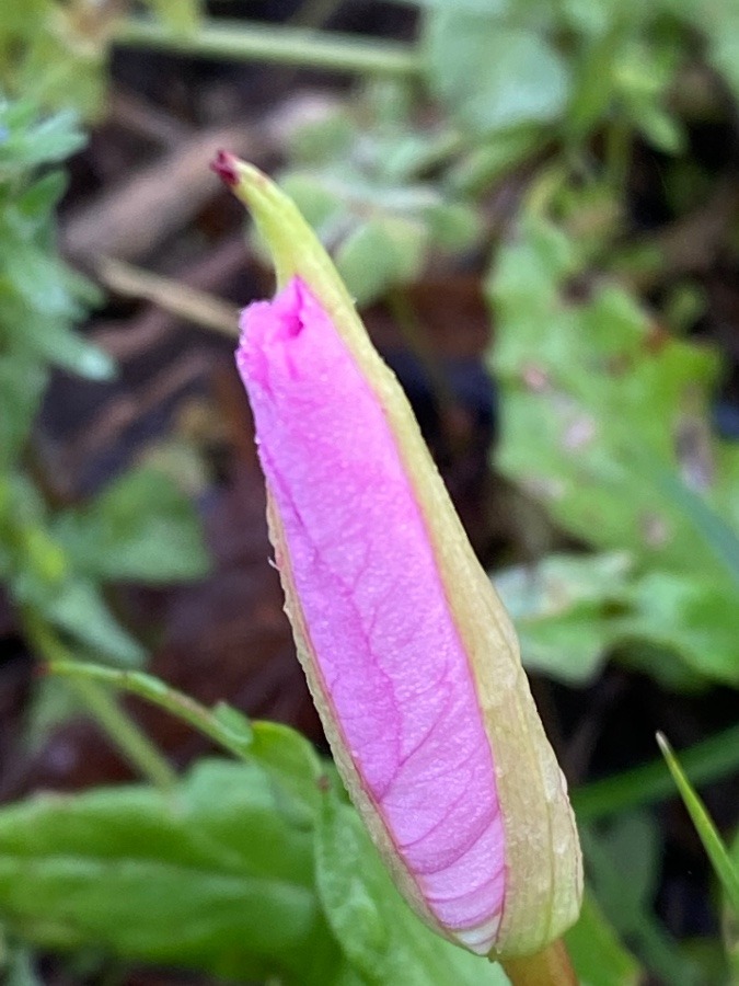 雑草の中の小さな蕾