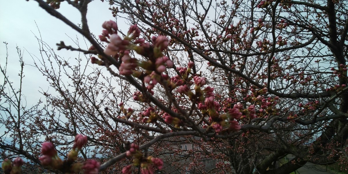 一分咲きの桜